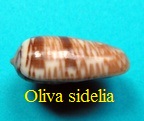 Oliva (galeola) sidelia, Duclos 1840